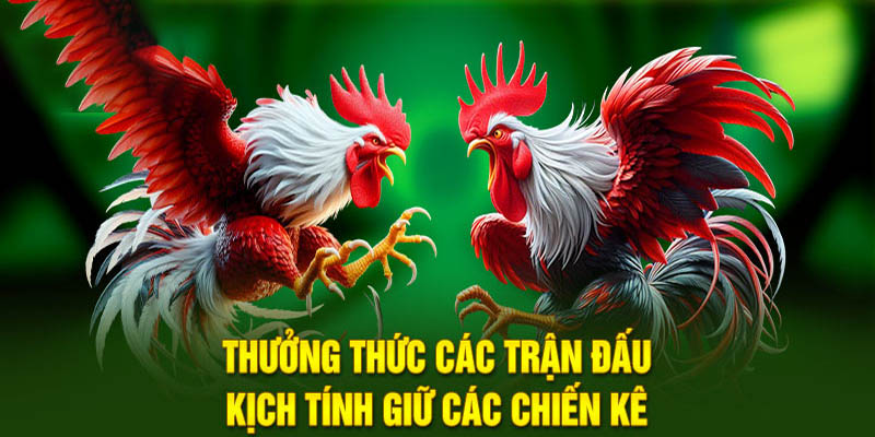 Sảnh Đá Gà Quy Tụ Các Chiến Kê Hàng Đầu