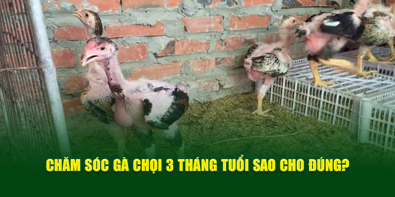 Chăm sóc gà chọi 3 tháng tuổi sao cho đúng?