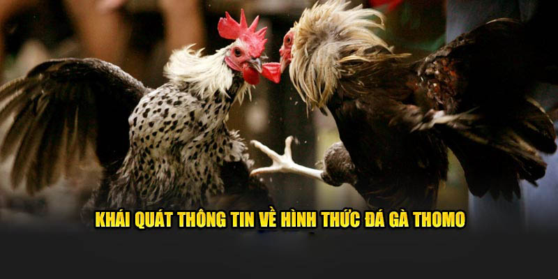 Khái quát thông tin về hình thức đá gà Thomo tại ABC8