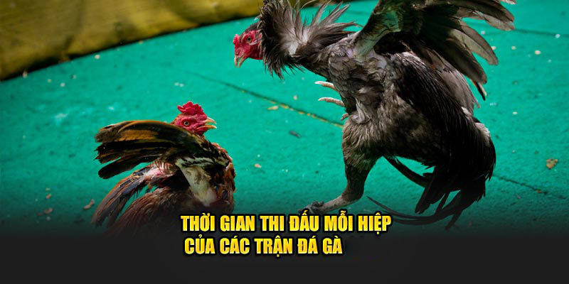 Thời gian thi đấu mỗi hiệp của các trận đá gà abc8